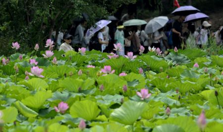 (miniature) Des visiteurs apprécient des fleurs de lotus en pleine floraison dans le parc Yuanmingyuan à Beijing