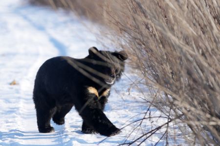 (miniature) Un ours noir fl&acirc;ne dans un parc &agrave; ours dans la ville de Fuyuan