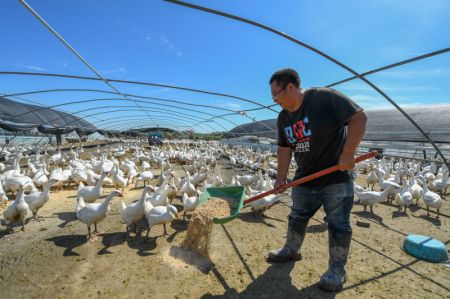 (miniature) Le villageois Wang Muyao nourrit des oies dans le village de Chatai