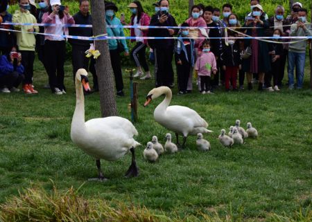 (miniature) Un couple de cygnes muets et leurs bébés dans un parc