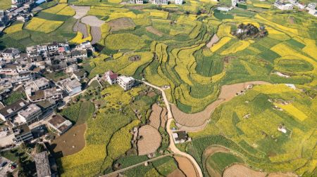 (miniature) Photo aérienne prise le 3 mars 2022 du paysage de fleurs de colza dans le bourg de Mugang à Liupanshui