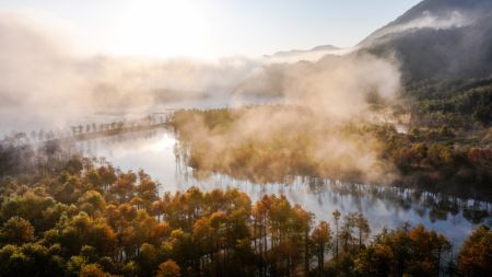 (miniature) Photo aérienne de forêts de cyprès chauves dans un parc de zones humides du bourg de Fangtang