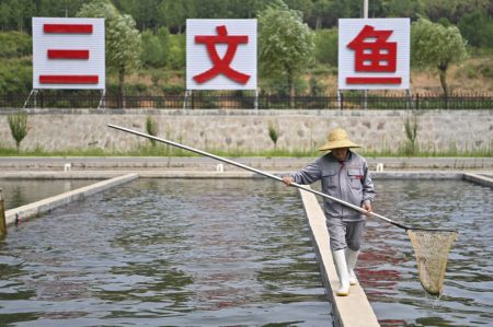 (miniature) Photo d'une base d'élevage de saumons dans le village de Zhangfeng à Jincheng