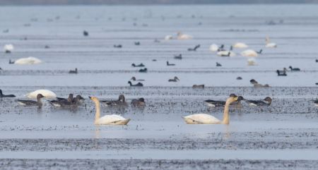 (miniature) Des cygnes et d'autres oiseaux au lac Huangpi