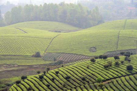 (miniature) Paysage des plantations de thé dans le bourg de Yongxing du district de Meitan