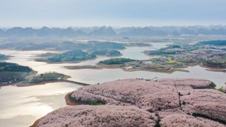 (miniature) Photo aérienne prise le 17 mars 2022 de cerisiers en fleur dans un jardin de cerisiers de la nouvelle zone de Guian à Guiyang