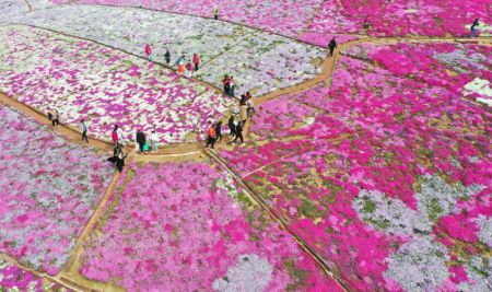 (miniature) Photo aérienne de fleurs sur la rive du réservoir de Daheiting