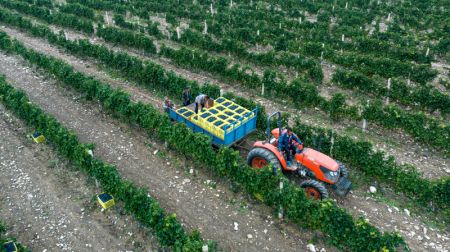 (miniature) Photo aérienne d'agriculteurs transportant des raisins récoltés dans un vignoble au pied oriental du mont Helan