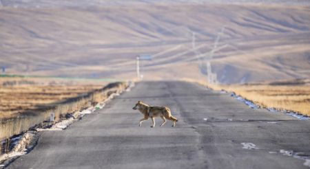 (miniature) Un loup sauvage à la source de la section du fleuve Jaune au parc national de Sanjiangyuan