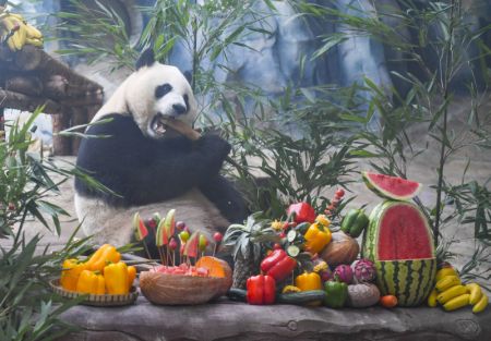 (miniature) Le panda géant Qiao Yue se régale durant un gala d'anniversaire dans le parc à thème Locajoy du district de Yongchuan