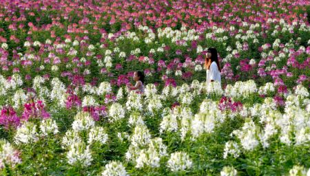 (miniature) Paysage d'un champ de fleurs &agrave; Liuba