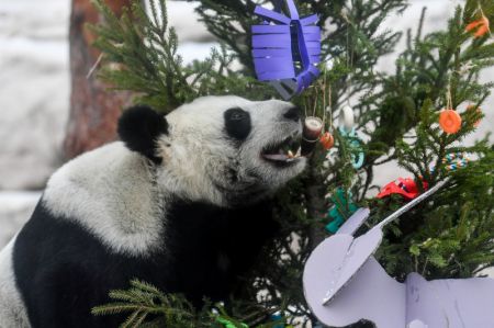 (miniature) Le panda géant Dingding mange une pousse de bambou au Zoo de Moscou