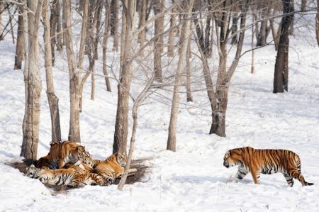 (miniature) Des tigres de Sibérie dans la neige au parc des tigres de Sibérie à Harbin