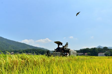 (miniature) Une moissonneuse dans une rizière du village de Huashan dans le district de Shuangfeng