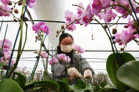 (miniature) Une horticultrice s'occupe d'orchidées papillon dans une serre de la ville de Lianyungang