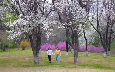 (miniature) Des visiteuses se promènent dans le Jardin d'expo de Shenyang