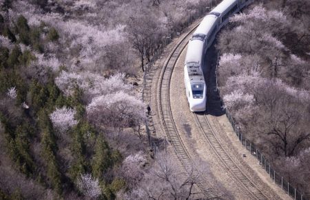 (miniature) Un train roule au milieu de fleurs épanouies près de la section de Juyongguan de la Grande Muraille à Beijing