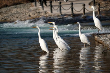 (miniature) Des aigrettes se reposent sur la rivi&egrave;re Fenhe