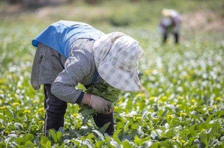 (miniature) Des personnes récoltent des légumes dans une exploitation maraîchère dans le bourg de Qujing à Qingtongxia