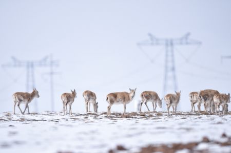 (miniature) Un troupeau d'antilopes tibétaines se dirige vers le lac Zonag