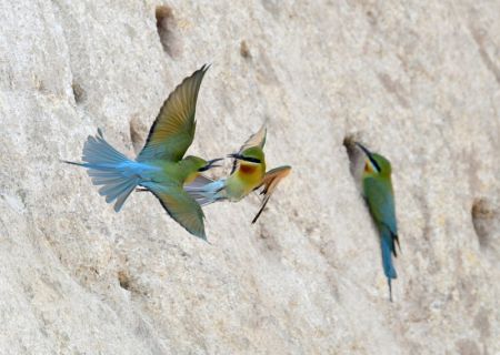 (miniature) Des guêpiers à queue d'azur sont aperçus dans la réserve naturelle de guêpiers à queue d'azur de Wuyuanwan à Xiamen