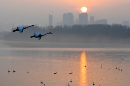 (miniature) Des cygnes volent au-dessus d'une zone humide