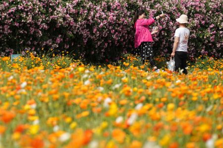 (miniature) Des touristes prennent des photos au milieu de fleurs dans le parc forestier du mont San Tai