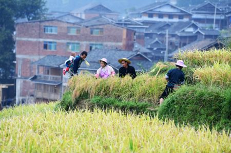 (miniature) Des agriculteurs récoltent du riz dans les rizières en terrasses du district de Congjiang