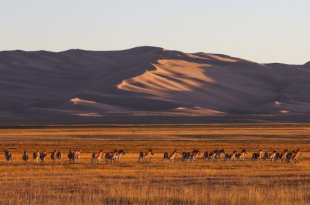 (miniature) Cette photo montre des ânes sauvages tibétains dans la Réserve naturelle nationale des monts Altun
