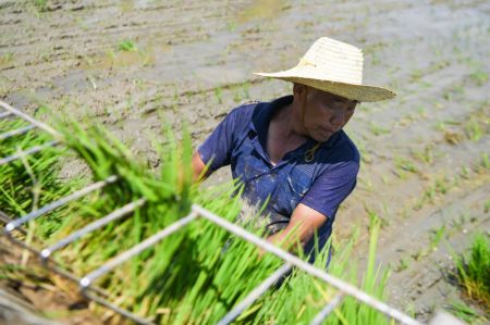 (miniature) Un agriculteur met en ordre des plants sur une machine à repiquer le riz dans une rizière du village de Mixiang à Yiyang