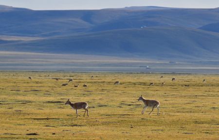 (miniature) Des antilopes tibétaines dans la Réserve naturelle nationale de Serling Tso à Nagqu