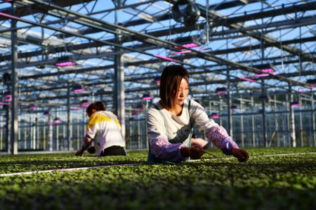 (miniature) Deux agricultrices travaillent sur une base de semis végétale dans le district autonome Yi