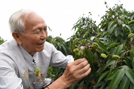 (miniature) Lyu Chaojin vérifie l'état d'une plante de litchi dans une zone de démonstration pour les races fines dans le bourg de Zhangmu