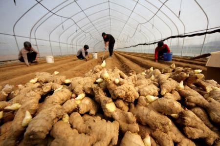 (miniature) Des agriculteurs cultivent du gingembre dans la ville de Zaozhuang de la province chinoise du Shandong (est)