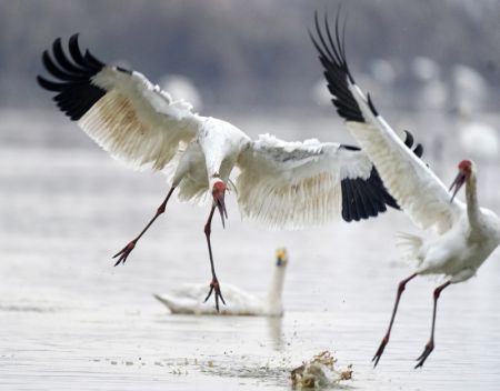 (miniature) Des grues blanches s'ébattent dans une zone de conservation des grues blanches près du lac Poyang