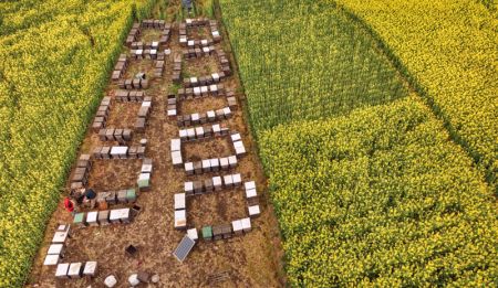 (miniature) Des ruches parmis des champs de fleurs de colza dans le district de Yangxian