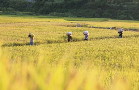 (miniature) Des villageois transportent du riz récolté dans le village de Pingtan du district autonome Dong de Tongdao