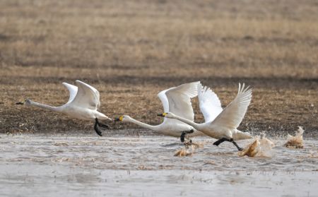 (miniature) Des oiseaux migrateurs volent dans la zone humide près du fleuve Jaune dans le district de Togtoh