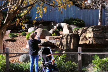 (miniature) Une touriste prend des photos d'un panda géant au Zoo d'Adélaïde