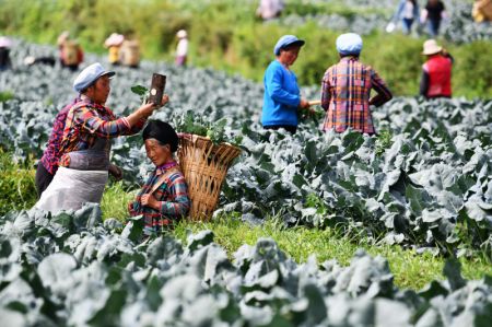 (miniature) Des agriculteurs récoltent des brocolis dans le district autonome Yi