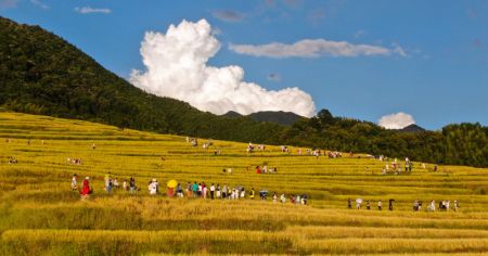 (miniature) Photo aérienne de gens visitant les rizières dans le district autonome Zhuang et Yao de Lianshan