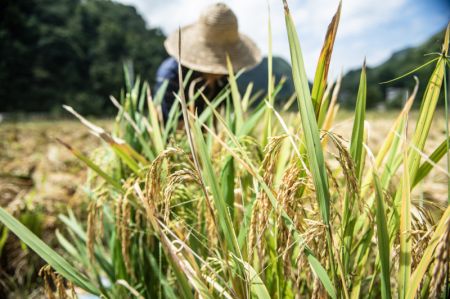 (miniature) Un agriculteur récolte du riz dans un village de la région spéciale de Liuzhi