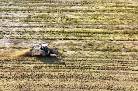 (miniature) Une moissonneuse en opération dans une rizière