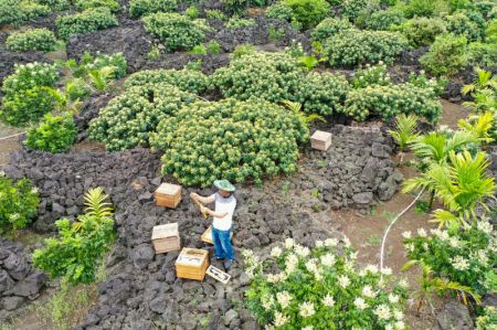 (miniature) Photo a&eacute;rienne prise le 7 mars 2021 montrant un apiculteur examinant une ruche au milieu de fleurs de litchi dans le bourg de Yongxing de la ville de Haikou