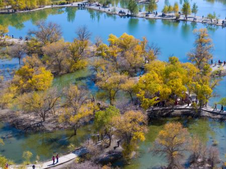 (miniature) Photo de peupliers du désert dans un site touristique à Jiuquan