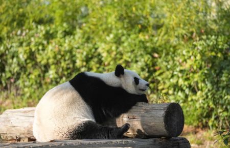 (miniature) Le panda géant Tuan Zi se prélasse au soleil dans un parc zoologique