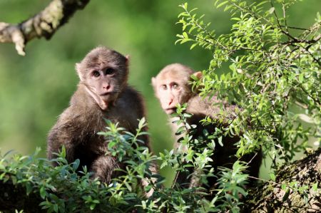 (miniature) Des macaques du Tibet dans le parc national de Wuyishan