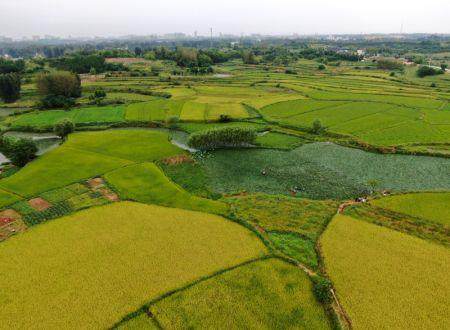 (miniature) Une photo aérienne prise le 25 août 2020 montre un paysage du bourg de Huaidian dans le district de Guangshan