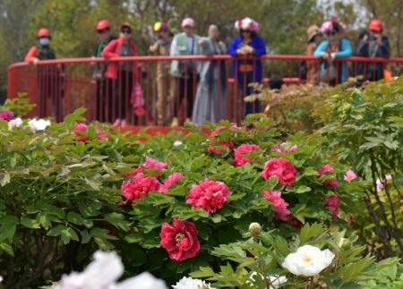 (miniature) Des gens visitent un jardin de pivoines à Heze