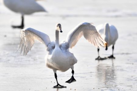 (miniature) Des cygnes passent l'hiver dans une zone humide du bourg de Dachuan